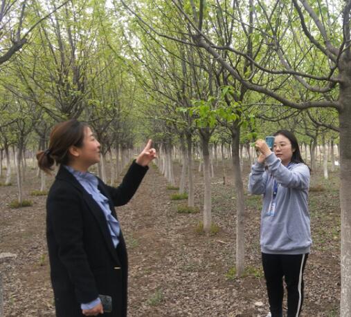 “苗木三代”王鶴橋: 用互聯網思維讓美垚苗木“枝繁葉茂”