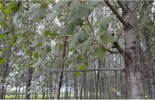 楊樹能活多少年？養殖周期多長？