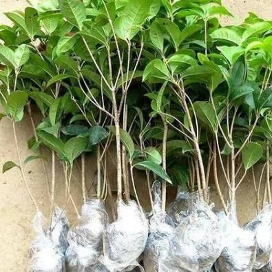 桂花樹苗在30度的高溫下能存活嗎？