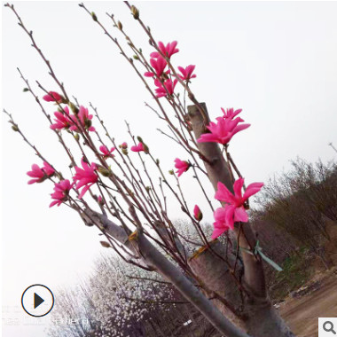 山東泰安瀟藝基地嬌紅一號玉蘭 價格合理量大優惠嬌紅一號玉蘭