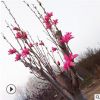 山東泰安瀟藝基地嬌紅一號玉蘭 價格合理量大優惠嬌紅一號玉蘭