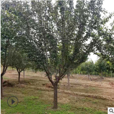 山東泰安基地出售批發晚櫻櫻花樹8公分等級齊全 量大優惠