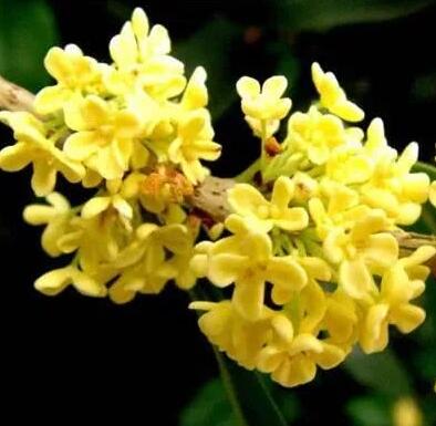 城市“香化”樹種的首選——桂花