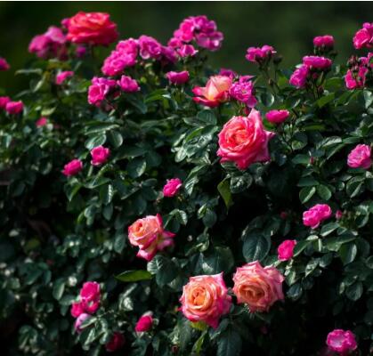 濃郁香氣的花灌木