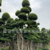 綠化工程街道別墅造型小葉榕 榕樹樁頭盆景 行道樹 精品小葉榕
