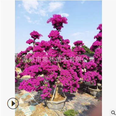 產地優惠批發工程別墅用紫花造型勒杜鵑紫花三角梅花卉