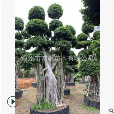 綠化工程別墅花園造型精品榕樹樁頭盆景大型造型小葉榕樹