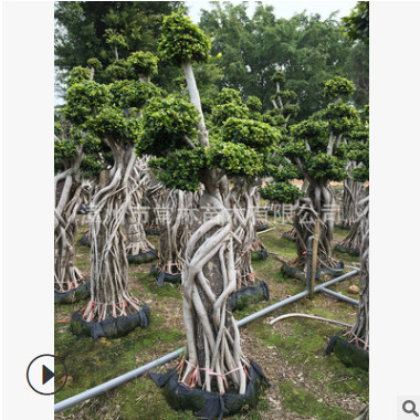 工程別墅花園造型小葉榕 抱石根小葉榕 精品造型榕樹 榕樹盆景