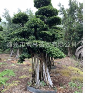 造型榕樹 街道行道樹榕樹樁頭精品小葉榕盆景小葉榕 漳州產地直銷