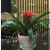 批發(fā)盆栽觀花植物 紅掌 綠色植物 小盆栽 四季開花 物美價廉