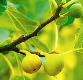 無花果:樹上結的糖包子