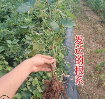 甜蜜藍寶石葡萄樹陽光玫瑰葡萄樹南北庭院種植爬藤大葡萄嫁接果樹