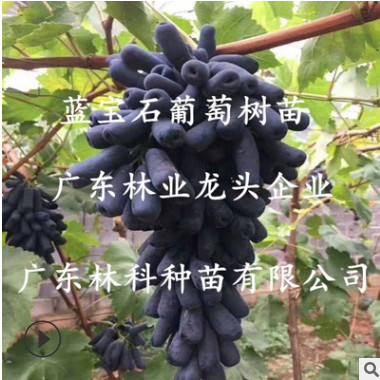 甜蜜藍寶石葡萄樹苗陽光玫瑰葡萄樹苗南北種植爬藤葡萄嫁接果樹苗
