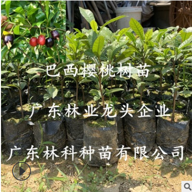 巴西櫻桃樹苗黑玫瑰大櫻桃苗車厘子苗盆栽陽臺庭院地栽南北方種植