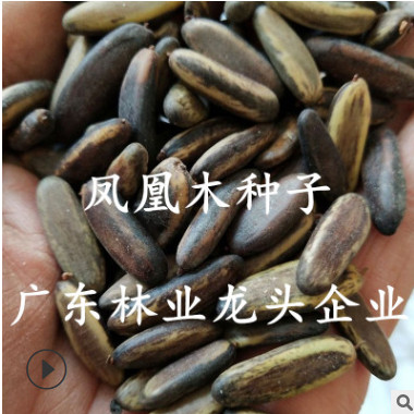 鳳凰木種子金鳳花紅花楹種子樹火樹洋楹風景樹綠化苗木種籽四季播