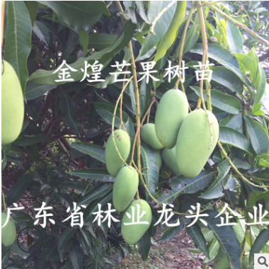 正宗臺灣金煌芒果樹苗南北方種植嫁接四季芒金煌芒盆栽地栽芒果苗