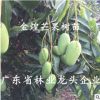 正宗臺灣金煌芒果樹苗南北方種植嫁接四季芒金煌芒盆栽地栽芒果苗