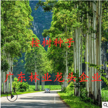 速生桉樹種子 直桿桉 直桿藍桉 史密斯桉 銅錢桉 高端質量！！
