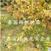 正宗泰國楊桃樹苗四季甜楊桃苗楊桃苗嫁接果樹苗盆景庭院地栽種植