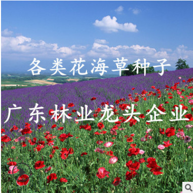 雞冠花假龍頭金雞菊金魚草金盞菊孔雀草觀花植物花海種子花卉種子