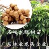 龍眼樹苗石峽儲良四季龍眼苗紅皮龍眼果苗桂圓龍眼苗四季盆栽地栽