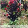紅花紫薇樹苗 紫葉丹紅 紅火球 紅火箭盆栽地載