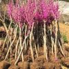 紫荊花苗 紫荊樹苗 滿條紅紫荊苗 觀賞樹苗 園林綠化苗木