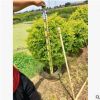 基地直銷黃金葉 黃金葉球 園林綠化庭院園林植物景觀綠化工程供應