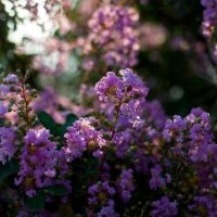紫薇,百日紅,夏季觀花植物