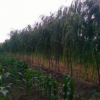 陜西垂柳報(bào)價(jià)_垂柳供應(yīng)_垂柳基地