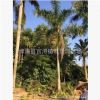大王椰子價格,大王椰子批發,6米桿大王椰子,基地直銷,現貨供應