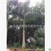 狐尾椰子，漳州狐尾椰子價格，桿高4米狐尾椰子價格