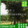 小葉榕樹價格,小葉榕樹價格,18公分小葉榕樹價格,現貨供應