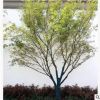 楓樹苗青楓樹苗青楓樹綠化觀賞雞爪槭樹苗庭院別墅園林公園栽植好