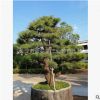 造型五針松精品五針松苗木公司庭院別墅基地批發