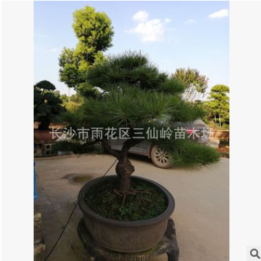 批發(fā)造型黑松 造型奇特 庭院種植黑松樹 黑松小苗價(jià)格