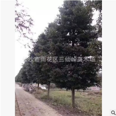 小葉楨楠基地批發(fā) 金絲楠木苗 金絲楠木樹苗 高檔庭院苗木 規(guī)格多