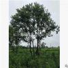批發(fā)移栽喬木烏桕樹 優(yōu)質(zhì)叢生烏桕大樹 園林綠化景觀樹