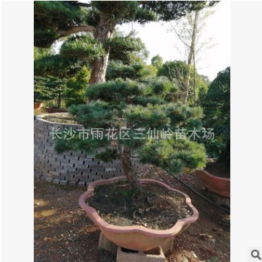 基地直銷精品造型黑松 8-10cm黑松盆景 日本黑松 批發(fā)供應(yīng)