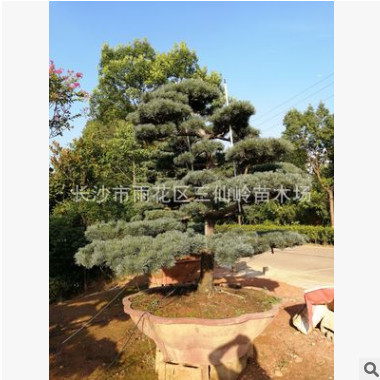 批發(fā)香泡柚子樹 紅心叢生柚子樹 移栽高桿柚子樹 綠化苗木基地