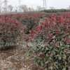 紅葉石楠球苗批發(fā)高速道路工程綠化苗木 紅葉石楠球樹苗