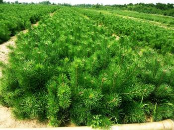 供應(yīng)50厘米黑松苗60厘米黑松苗70厘米黑松苗80厘米黑松苗