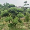 造型黃楊樹(shù)