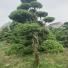 各種規(guī)格造型黃楊樹(shù)