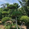 精品造型黃楊樹(shù)