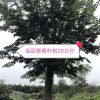 精品移栽樸樹20公分
