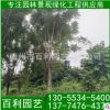 藍花楹批發 庭院公園植物 精品藍花楹 基地直銷 成活高
