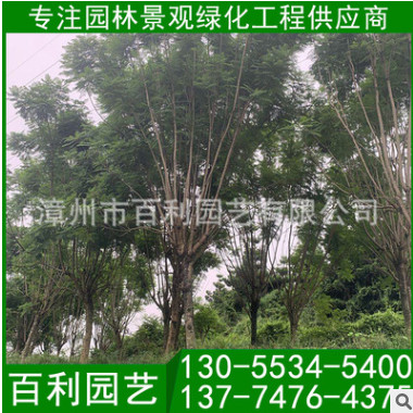 批發福建藍花楹樹 藍花楹報價 漳州藍花楹 規格齊全