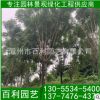 批發福建藍花楹樹 藍花楹報價 漳州藍花楹 規格齊全