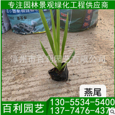 大量供應燕尾 燕尾報價 燕尾批發 苗圃直供燕尾